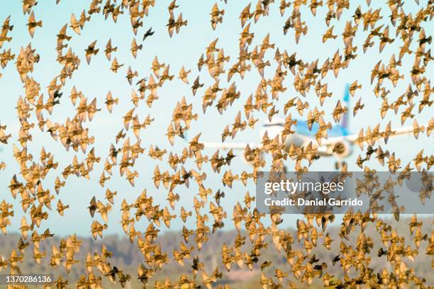 flocks of starlings flying in sync, thousands of birds flying, wildlife, aeronautical dangers, dangers for airplanes - planets colliding stock pictures, royalty-free photos & images