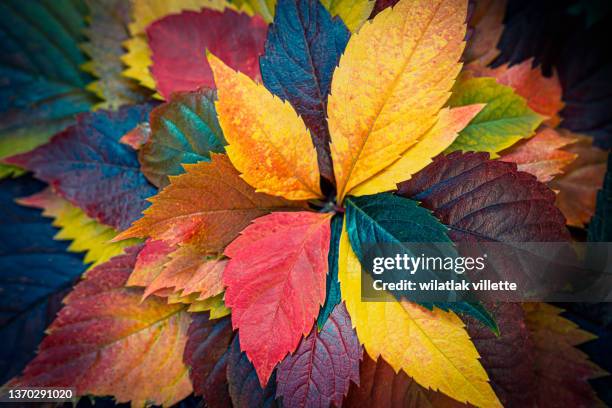 various color leaves. - novembre foto e immagini stock