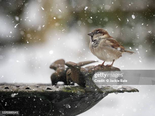 house sparrow perched on a birdbath - winter plumage stock pictures, royalty-free photos & images