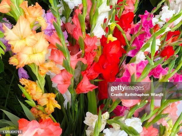 the beauty of gladiolus arrangement and display. - gladiolus stock pictures, royalty-free photos & images