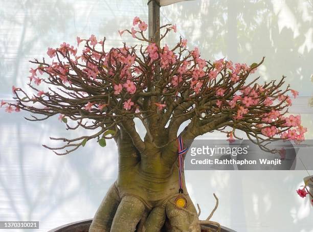desert rose or impala lily or mock azalea. - desert rose bonsai stock pictures, royalty-free photos & images