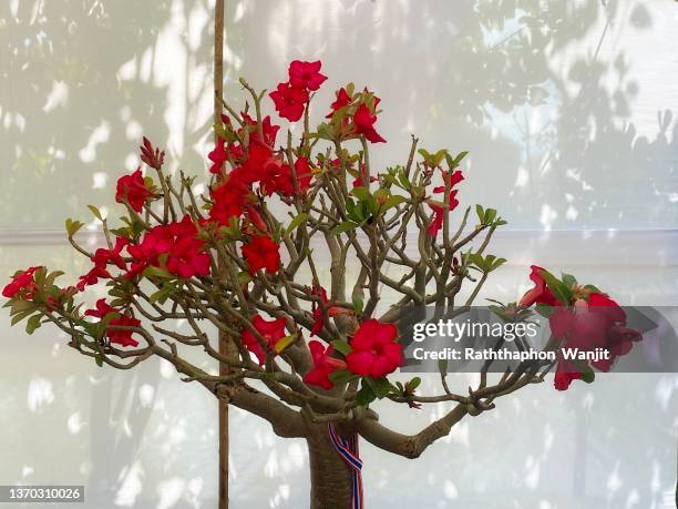 desert rose or impala lily or mock azalea. - desert rose bonsai stock pictures, royalty-free photos & images