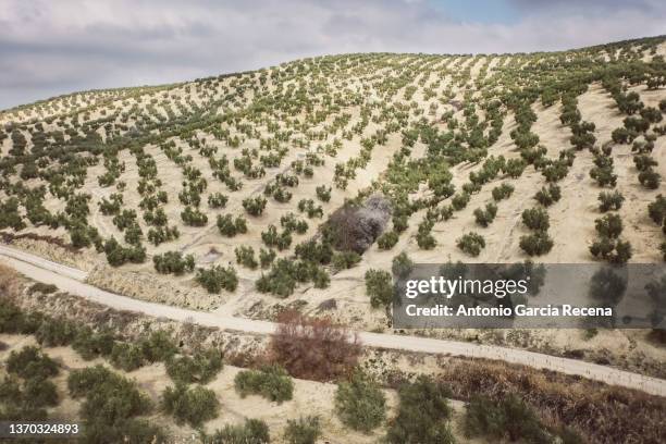 spring olives landscape - almond oil stock pictures, royalty-free photos & images