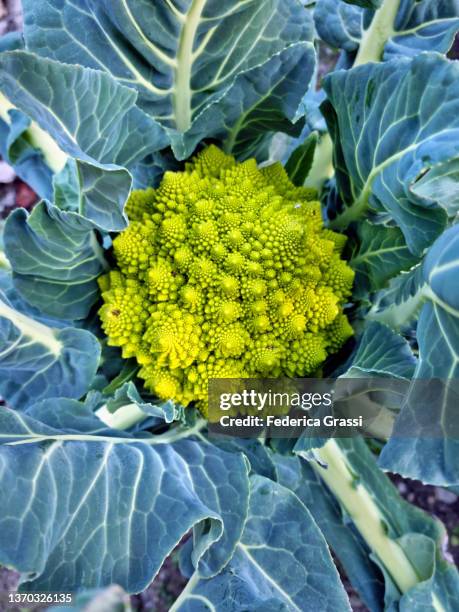 roman cabbage (romanesco broccoli or romanesque cauliflower) - chou romanesco stock pictures, royalty-free photos & images