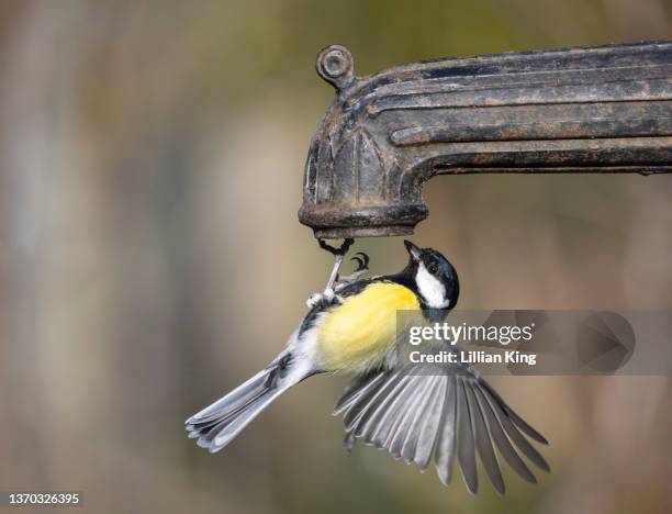 blue tit bird - chapim real imagens e fotografias de stock