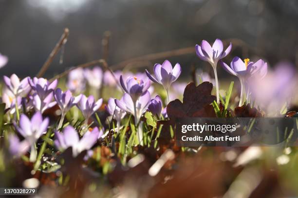 krokusse - crocus stock pictures, royalty-free photos & images