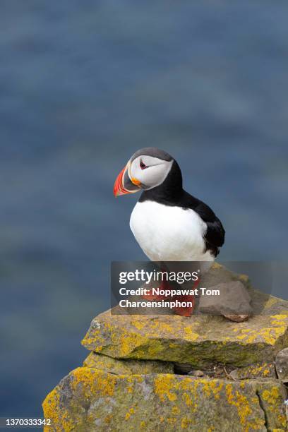 puffins at latrabjarg cliff westfjord iceland - papageitaucher stock-fotos und bilder