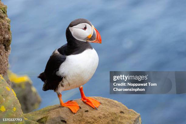 puffins at latrabjarg cliff westfjord iceland - atlantic puffin stock pictures, royalty-free photos & images