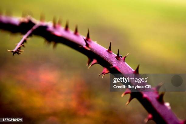 close up of thorns on a branch - thorn foto e immagini stock