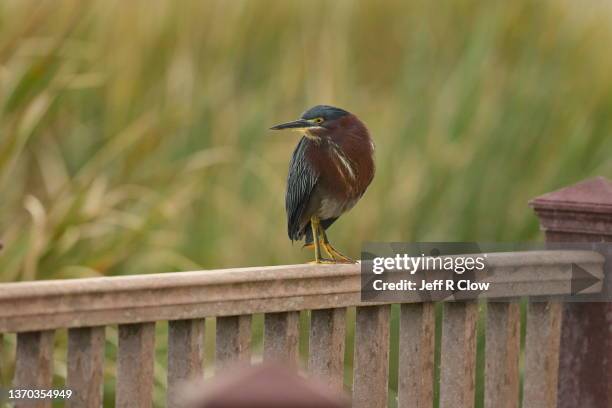 wild green heron perched on the boardwalk in the early morning - アメリカササゴイ ストックフォトと画像