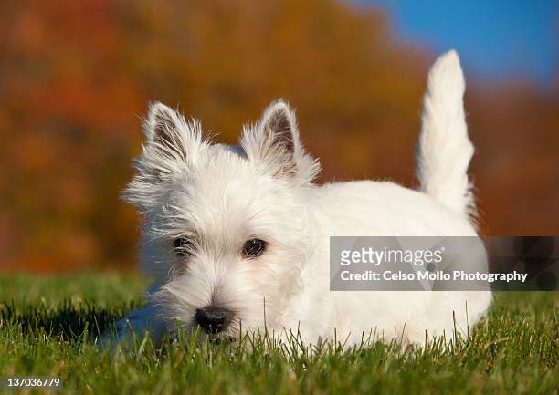 westie puppy in fall - west highland white terrier stock pictures, royalty-free photos & images
