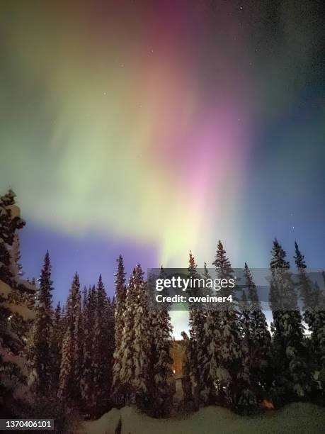 auroras borealis in alaska - rainbow forrest abstract bildbanksfoton och bilder