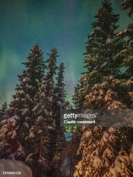 auroras borealis in alaska - rainbow forrest abstract bildbanksfoton och bilder