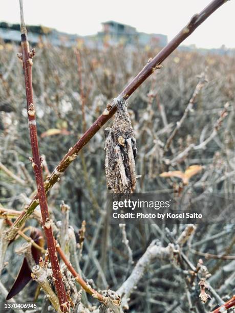 bagworm - bagworm moth 個照片及圖片檔