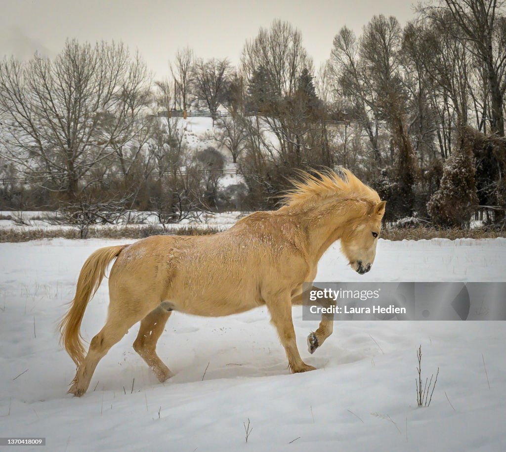 Sassy Palomino Horse