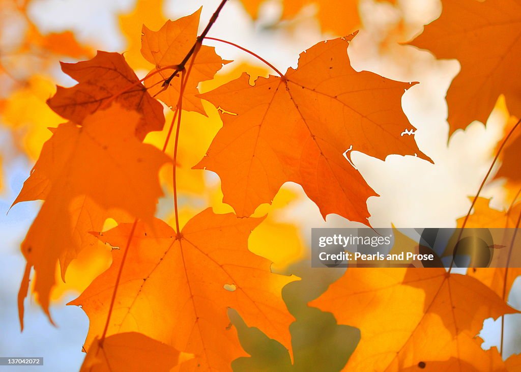 Orange maple leaves in autumn