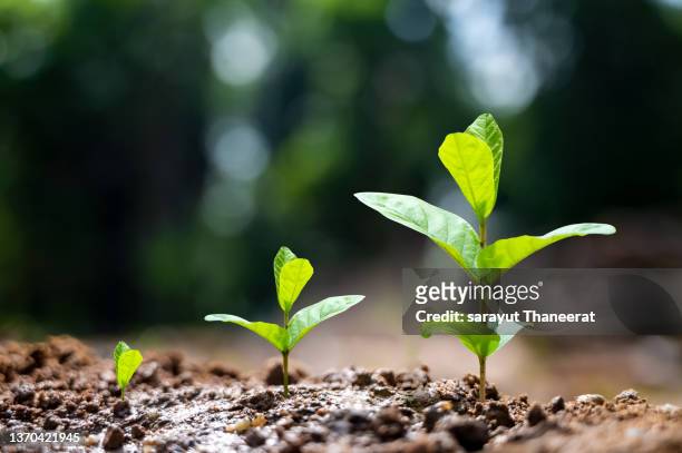 tree sapling hand planting sprout in soil with sunset close up male hand planting young tree over green background - tree farm imagens e fotografias de stock