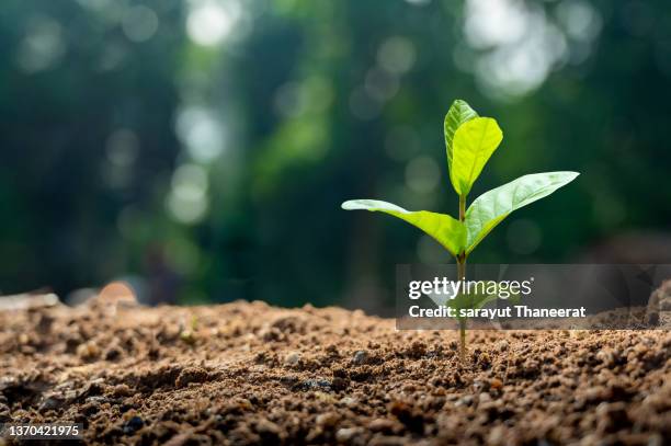 planting seedlings young plant in the morning light on nature background - young plant in ground new shoots stock-fotos und bilder