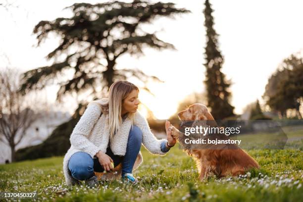 learning obedience - animal tricks stock pictures, royalty-free photos & images