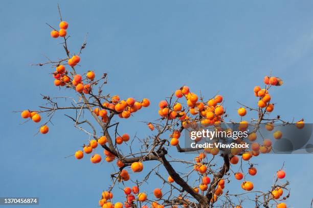 persimmon tree - amerikanische kakipflaume stock-fotos und bilder