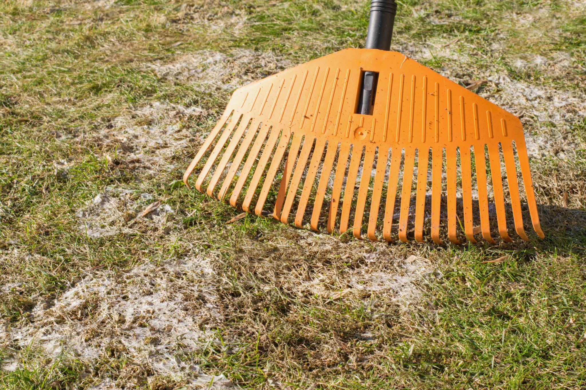 snow mold prevention