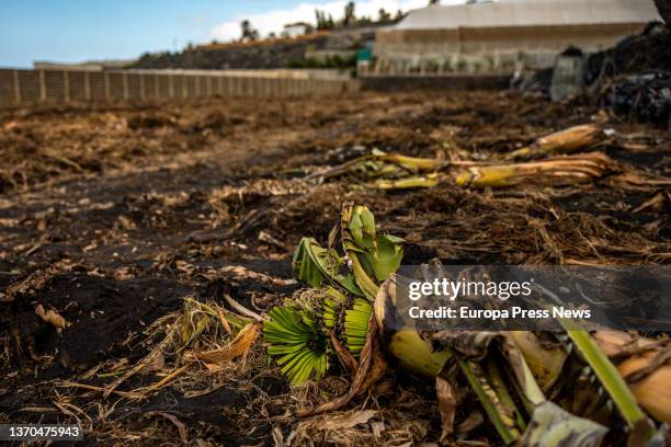 Remains of a banana plantation on a farm on February 13 in Las Manchas, Los Llanos de Aridane, La Palma, Santa Cruz de Tenerife, Canary Islands,...