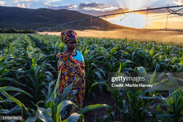 close-up portrait. black african woman farmer in traditional clothing standing in a large corn crop at sunset. irrigation in background - south african culture photos et images de collection