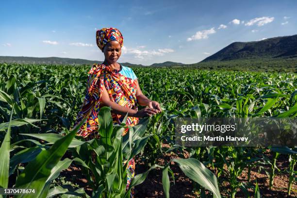 close-up portrait. black african woman farmer in traditional clothing standing in a large corn crop - corn cob stock pictures, royalty-free photos & images