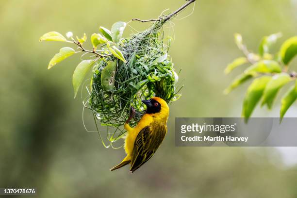 southern masked weaver bird building a new nest home - weaverbird stock pictures, royalty-free photos & images