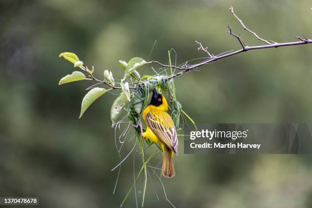 southern masked weaver bird building a new nest home - masked weaver bird stock pictures, royalty-free photos & images