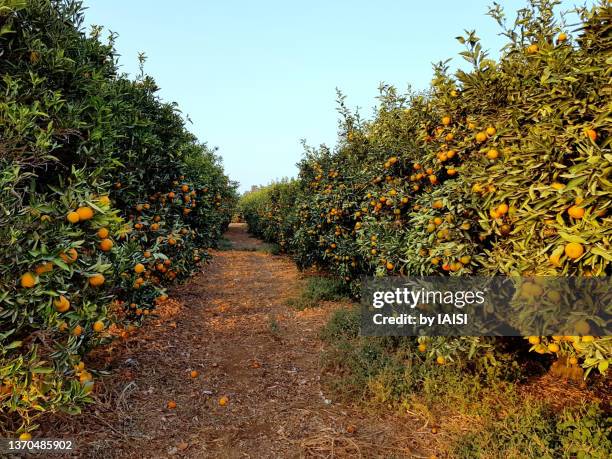 diminishing perspective in the clementine tangerine orchard - orange orchard bildbanksfoton och bilder