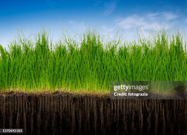 Stubborn grass stock image. Image of grey, cargo, perspective - 9621555