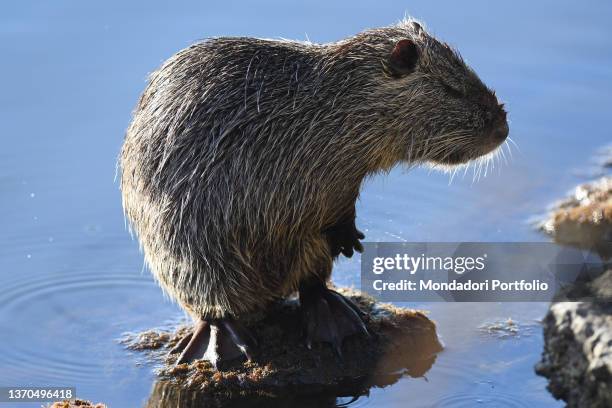 Nutria or Coypus in the lake of Fogliano. Latina , February 10th, 2022