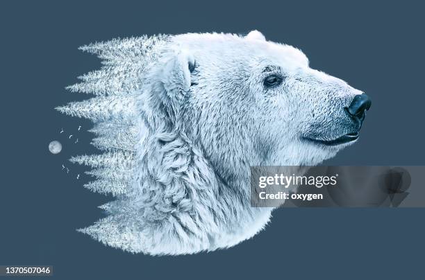 double exposure of portrait of white polar bear and  fir trees forest, winter season male polar bear. digital photo manipulation on dark blue background - blue bear stock-fotos und bilder