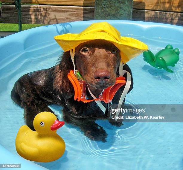 teddy - rain hat stock pictures, royalty-free photos & images