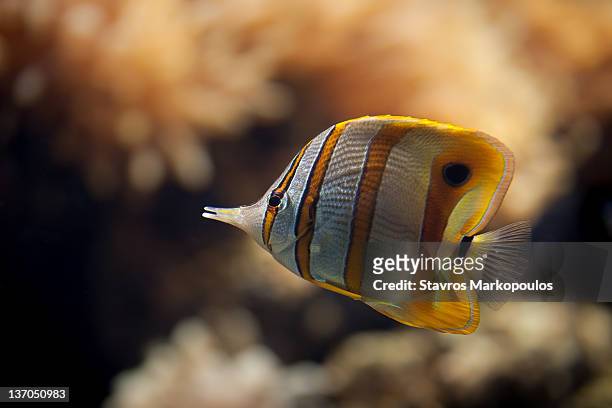 copperband butterflyfish - pesce farfalla foto e immagini stock