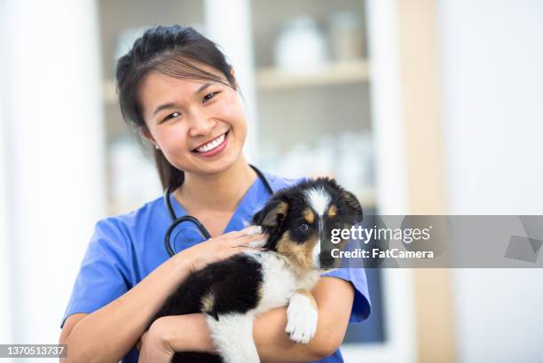 veterinarian holding a puppy - smiling brown dog stock pictures, royalty-free photos & images