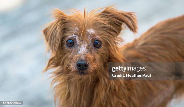 small stray dog with wounds and burns to face - stray animal 個照片及圖片檔