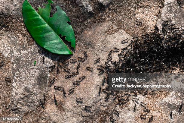 black ants - myrstack bildbanksfoton och bilder