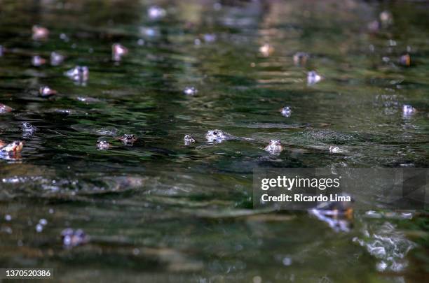 turtles in a lake in amazon region, brazil - freshwater turtle stock pictures, royalty-free photos & images