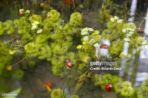 nature - amazon underwater plants in a lake - belém brazilië stockfoto's en -beelden