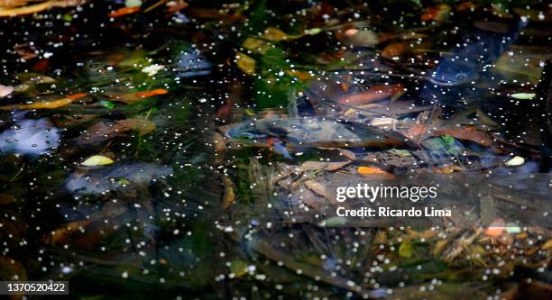 fish shot in a lake in amazon region, brazil - river amazon stock-fotos und bilder
