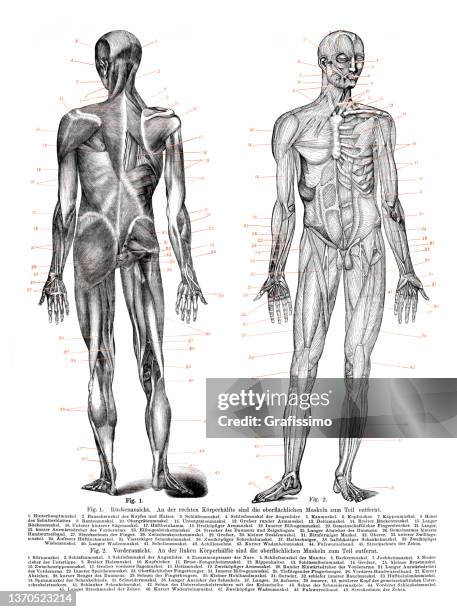 ilustraciones, imágenes clip art, dibujos animados e iconos de stock de anatomía de los músculos y tendones humanos diagrama dibujo 1898 - human anatomy organs back view