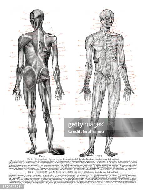 anatomy human muscles and tendons diagram drawing 1898 - human anatomy organs back view stock illustrations