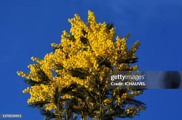 mimosa blossom south of france - acacia tree stock pictures, royalty-free photos & images