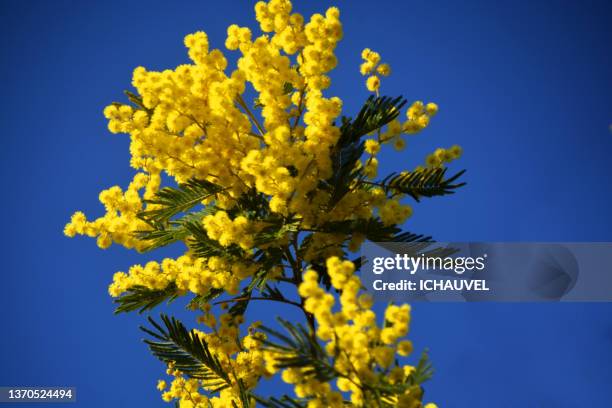 mimosa blossom south of france - acacia tree stock pictures, royalty-free photos & images