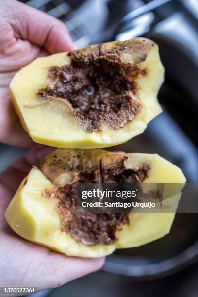 39 Rotten Potato Stock Photos, High-Res Pictures, and Images - Getty Images