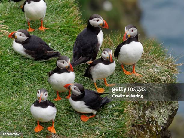 atlantic papageientaucher - westman islands stock-fotos und bilder