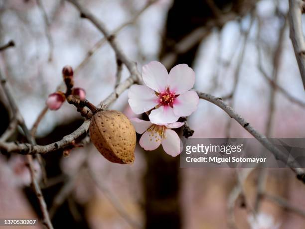almond trees in bloom - almond plant stock pictures, royalty-free photos & images