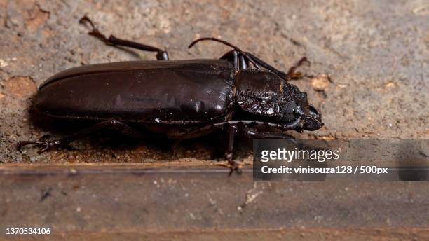 brazilian prionid beetle,close-up of beetle on ground - horned beetle stock-fotos und bilder